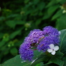 玉紫陽花（たまあじさい）