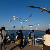 山下公園のカモメ