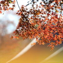 紅葉の季節「本土寺」