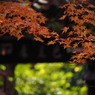 京都の紅葉2013 1-2