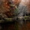播州中央公園　晩秋の沼杉