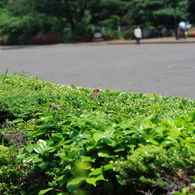 植木の中から