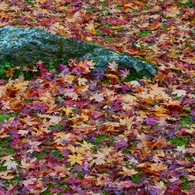 構成-40／Sleep in colored leaves