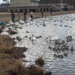 内沼の鳥たち