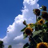 Thunder cloud & sunflower
