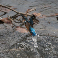 伊佐沼の鳥たち