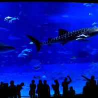 ちゅらうみ水族館の三連星