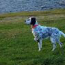 サンモリッツ湖畔の猟犬