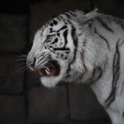 WHITE TIGER