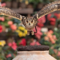 富士花鳥園　（ベンガルワシミミズク編：２）