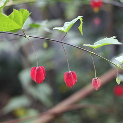 星の花