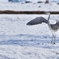 鳥のいる風景　アオサギ