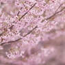 桜風
