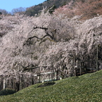 霞間ヶ渓さくら会館