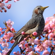 ひよどり と桜