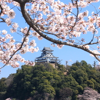 犬山城 と桜
