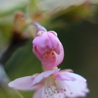 遊歩道の花３