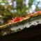 苔むす屋根と紅