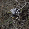 NZ fantail 3