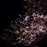 夜桜