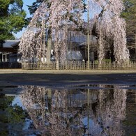 名桜と水(たまり)鏡