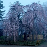 黎明に咲く