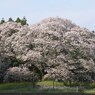 吉高の大桜