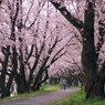 桜の小径