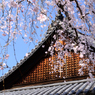 当麻寺_護念院_枝垂桜_02