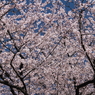 墨田の桜３
