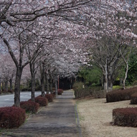 桜並木