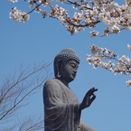 牛久大仏と桜