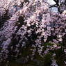 専称寺_枝垂桜_02