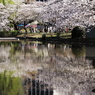 上野の桜３