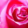 Hot pink rose