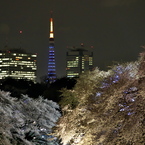 夜桜タワー