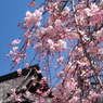 枝垂れ桜近景
