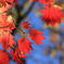 紅葉　三峰神社