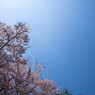 空に舞い散る桜