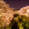 妙法寺川の夜桜