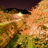 妙法寺川の夜桜