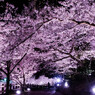 須磨浦公園夜桜ライトアップ　敦盛桜