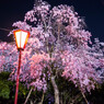 日岡山公園　夜桜