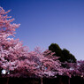 日岡山公園　夜桜