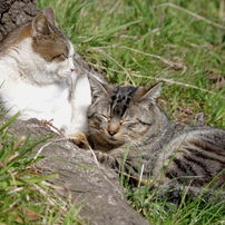 Two good friend cats #2