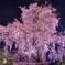 円山公園　祇園枝垂桜