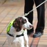 香港警備犬！！