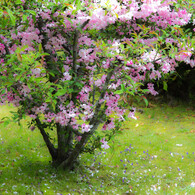 花でお迎え。