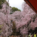 平安神宮