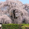 慈雲寺の枝垂れ桜